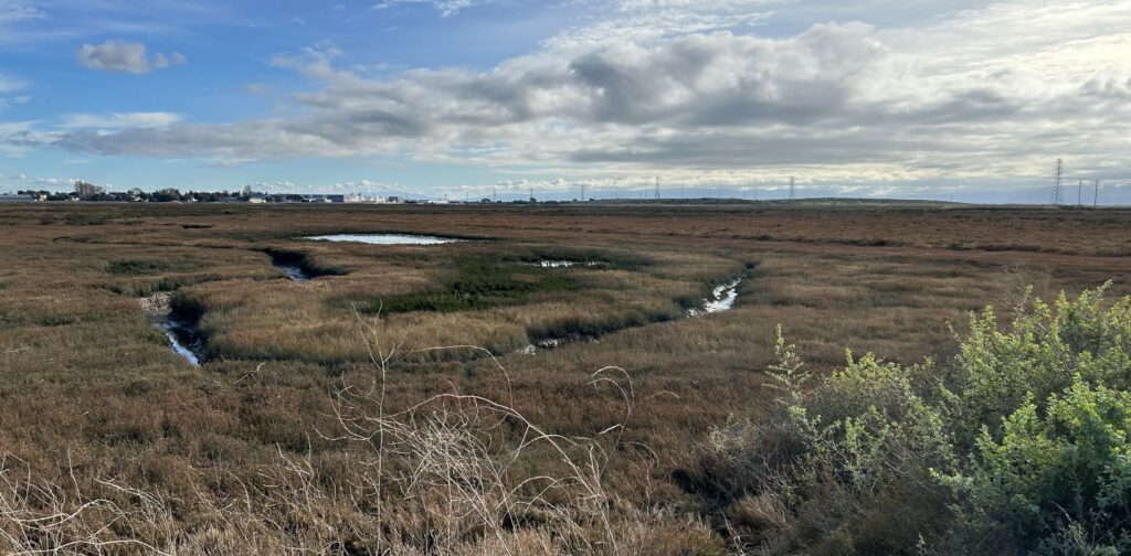 View of an expansive wetland from an adjacent berm